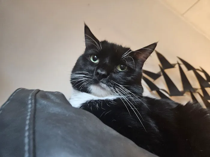 Taunton Cat Hospital 6