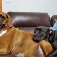 Taunton Animal Hospital ico
