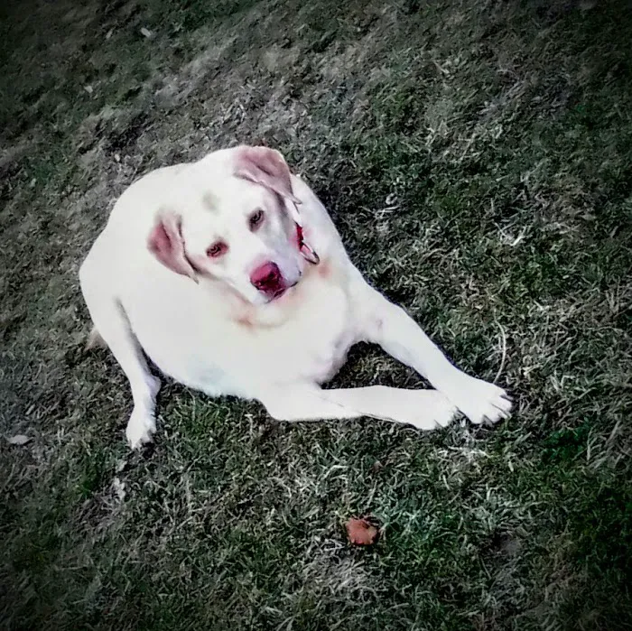 Taunton Animal Hospital 9