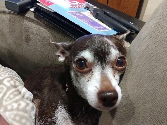 Taunton Animal Hospital 10