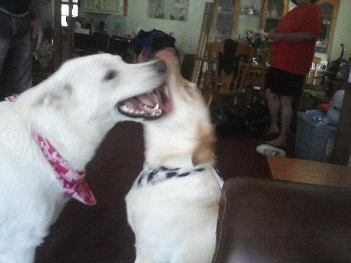 Taunton Animal Hospital 5