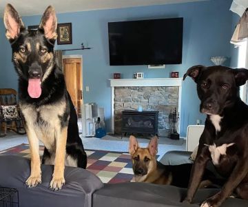 Heart Of Gold Veterinary Care PLLC
