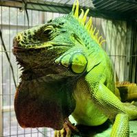 Finger Lakes Mobile Veterinary Services ico