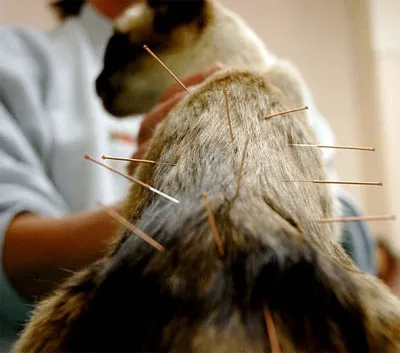 River Road Animal Hospital 7
