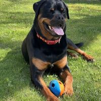 White Oak Veterinary Clinic ico