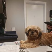 West Newton Animal Clinic ico