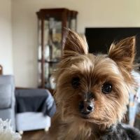 Clover Farm Veterinary Service ico
