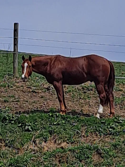 Sandy Plains Equine Center 1