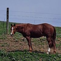 Sandy Plains Equine Center ico