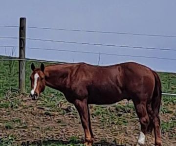 Sandy Plains Equine Center