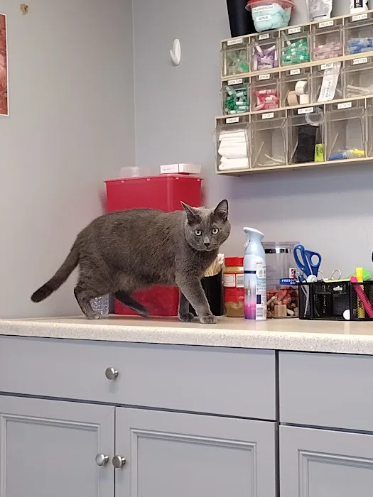 Scottdale Veterinary Clinic 5