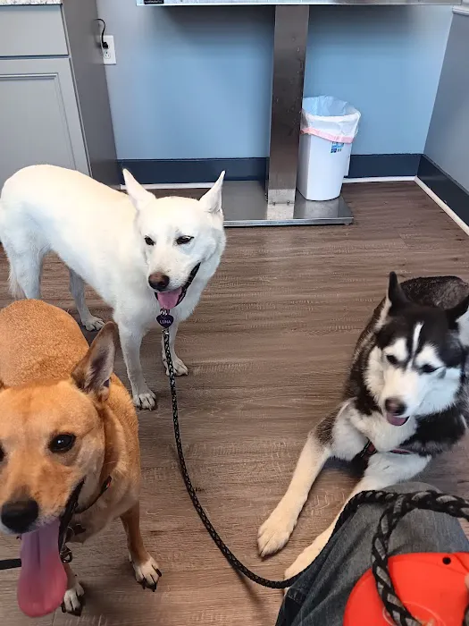Scottdale Veterinary Clinic 10