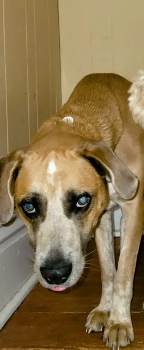 Kernick Animal Hospital 6