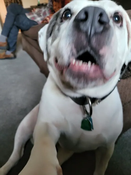 Kernick Animal Hospital 1