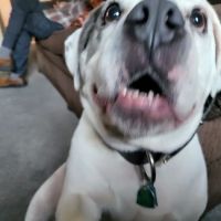 Kernick Animal Hospital ico