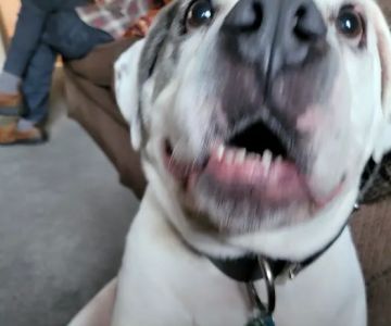 Kernick Animal Hospital