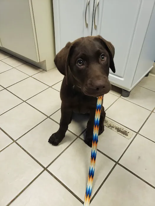 Pittsburgh Premier Veterinary Care and Rehab 10