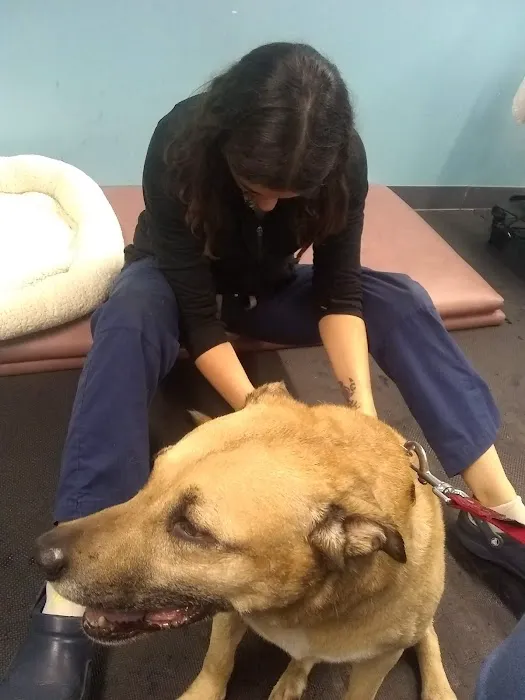 Pittsburgh Premier Veterinary Care and Rehab 5
