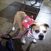 Pittsburgh Premier Veterinary Care and Rehab ico