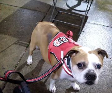 Pittsburgh Premier Veterinary Care and Rehab
