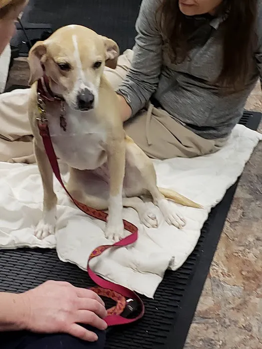 Pittsburgh Premier Veterinary Care and Rehab 7