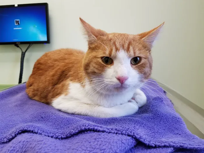 River Valley Veterinary Hospital | Fox Chapel | Oakmont | Springdale 2