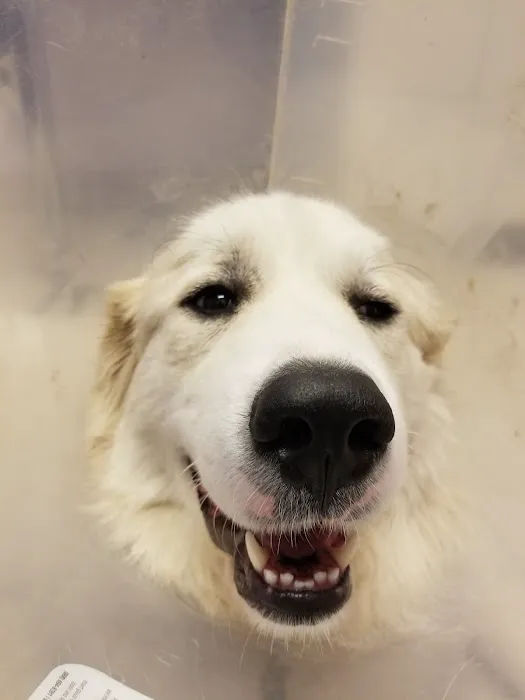 River Valley Veterinary Hospital | Fox Chapel | Oakmont | Springdale 3