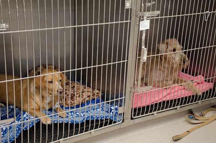 River Valley Veterinary Hospital | Fox Chapel | Oakmont | Springdale 8