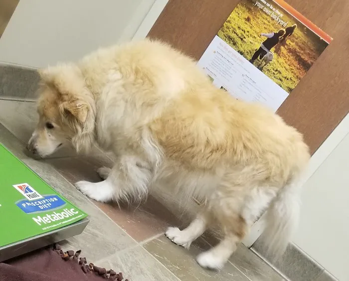 VCA Valley Vet Animal Hospital 6