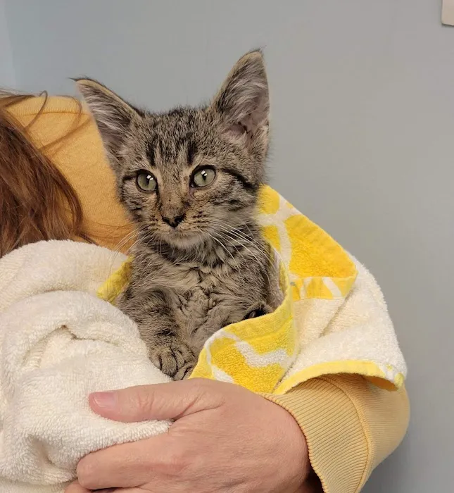 VCA Valley Vet Animal Hospital 10