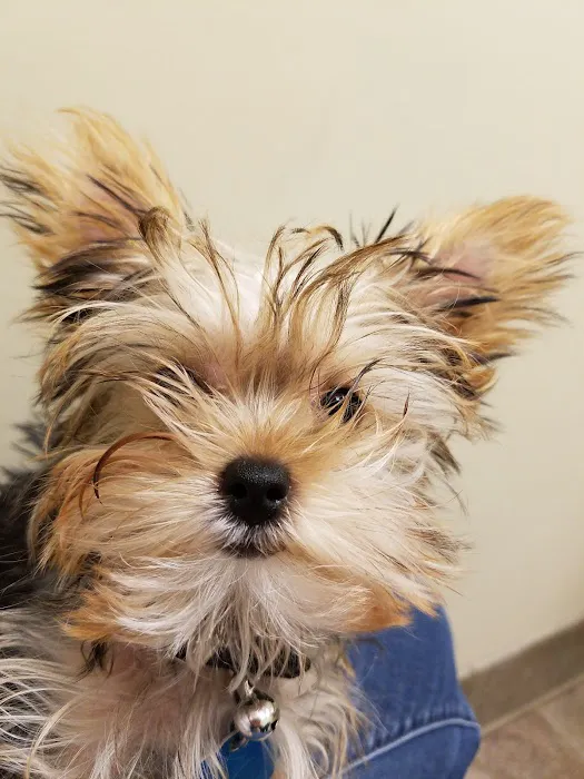 VCA Valley Vet Animal Hospital 2