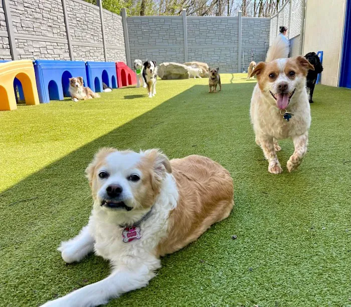 Kiski Valley Animal Clinic Inc 9