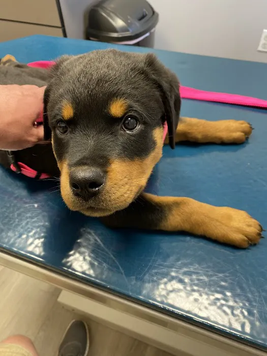 Kiski Valley Animal Clinic Inc 1
