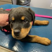 Kiski Valley Animal Clinic Inc ico