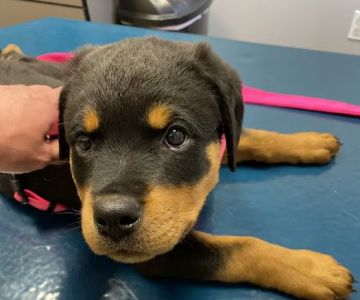 Kiski Valley Animal Clinic Inc