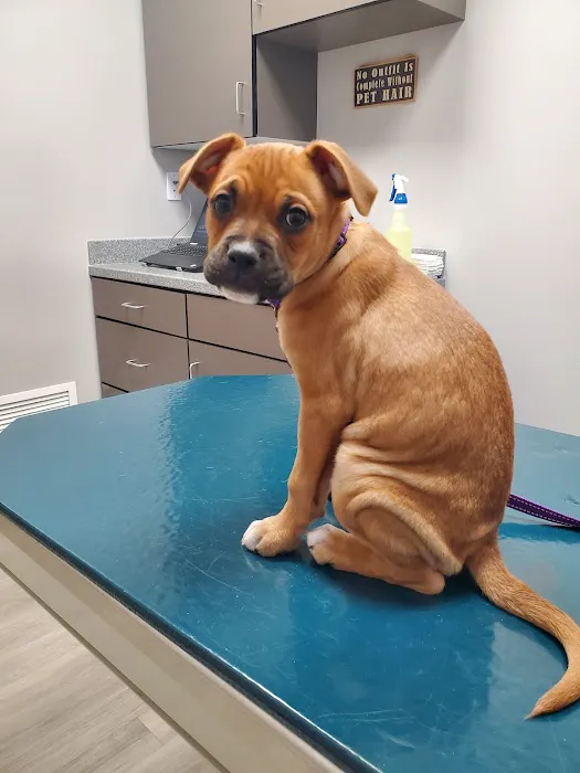 Kiski Valley Animal Clinic Inc 6