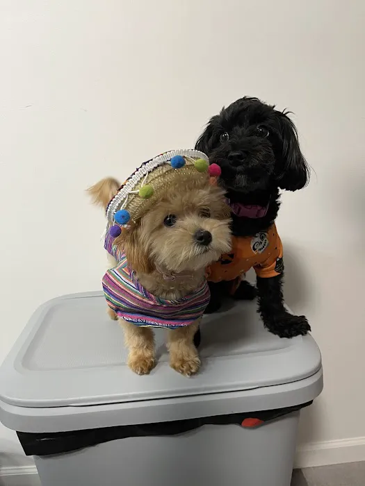 Kiski Valley Animal Clinic Inc 3