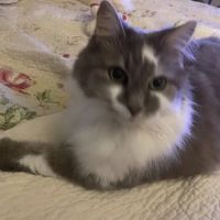 Jamestown Veterinary Hospital ico