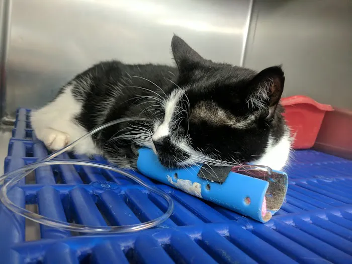 Moonbrook Veterinary Hospital 9