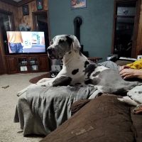 Moonbrook Veterinary Hospital ico