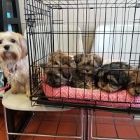 Falconer Veterinary Clinic ico