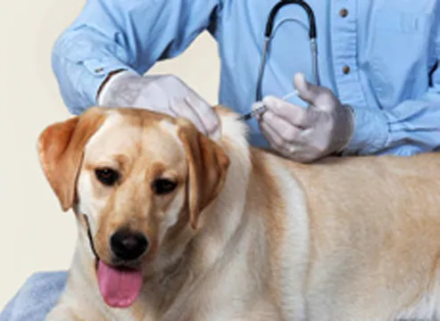 Falconer Veterinary Clinic 10