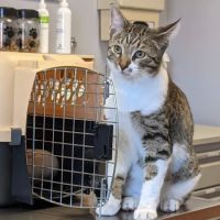 Village Veterinary Clinic PC ico