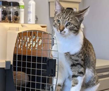 Village Veterinary Clinic PC