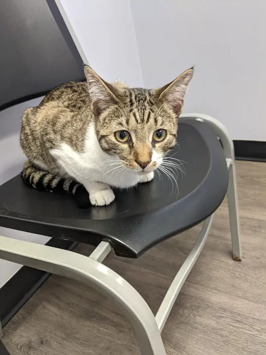 Village Veterinary Clinic PC 10