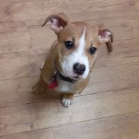 Russell Veterinary Hospital ico