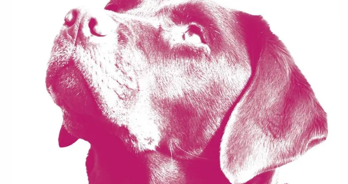 City Veterinary Hospital 10