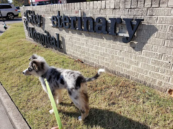 City Veterinary Hospital 4