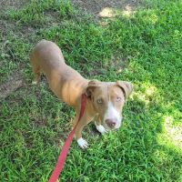 Riverbrook Animal Hospital ico