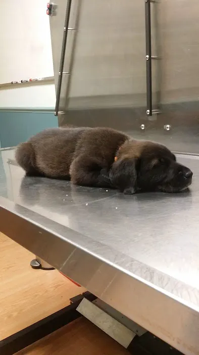 Harvard Avenue Veterinary Hospital 9